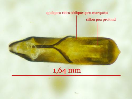 Altica brevicollis